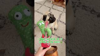 My PUG versus talking CACTUS 😂🌵 pug dog funny [upl. by Dreddy]