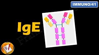 IgE  Structure Properties and Functions FLImmuno41 [upl. by Pich827]