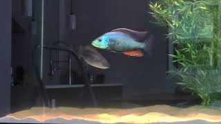 Dimidiochromis Strigatus Spawning For the First time in my 375g African Cichlid Aquarium [upl. by Ynnohj]