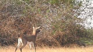 Blackbuck Herd  Jayamangli Blackbuck Reserve  December 2023 [upl. by Yatnod]