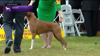 Boxers  Breed Judging 2022 [upl. by Kryska]