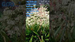 Beach Spider Lilies with Bridelia Ovata Plants at the Back [upl. by Siseneg140]