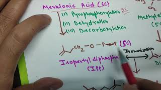 Biosynthesis of Terpenes and Polyphenols [upl. by Ilrac]