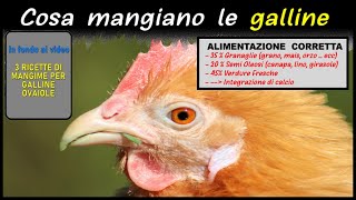 COSA MANGIANO LE GALLINE ecco lalimentazione corretta [upl. by Drahsir]