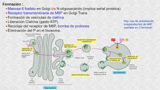 Los lisosomas [upl. by Ag]