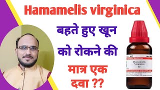 Hamamelis virginica Homeopathic Medicine  Hamamelis 30ch  Hamamelis Use in hindi [upl. by Biondo168]