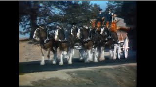 Budweiser Clydesdale Tradition Commercial 1974 [upl. by Trout]