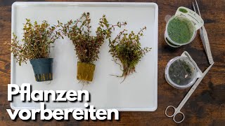 Aquarium Pflanzen vorbereiten Topfpflanzen und InVitro [upl. by Akiehsat]