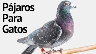 Pájaros para Gatos con Sonidos [upl. by Yhtamit]