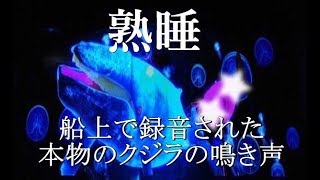 MAITONYA 店内ヒーリングソング【寝る前に】船上で録音された本物のクジラの鳴き声 [upl. by Weinreb]