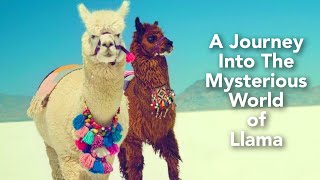 15 Reasons Why Llamas Make the Best Pets  Cute Animals Video [upl. by Yelyk376]