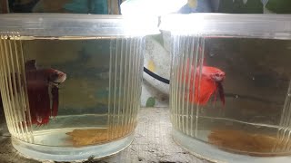 new setupsnew male red Betta fish new aquatic plant hornwortnew imported Japanese Qui karp ❤️❤️ [upl. by Baum657]