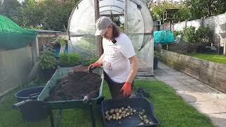 Allotment Update  20  6  24 first early potato harvest and peas in gutters [upl. by Nylesoj]