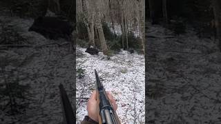 🐗 hunting chasse охота wildboar caccia hog [upl. by Aisa431]