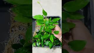 Anubias barteri narrow leaf aquariumfishtankdecor aquaticplants aquaticplants anubias [upl. by Merle]