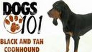 Black and Tan Coonhound  Dogs 101 [upl. by Siari]