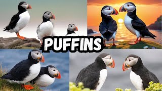 Puffin  All About Puffins for Kids  Learn about Puffins for Children  World of Puffins [upl. by Euqinoj]