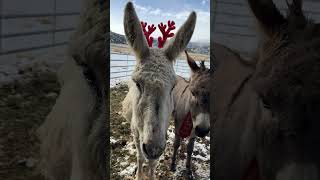 Christmas Donkeys❤️ donkey christmas rescue rescuedonkey ranch reindeer [upl. by Miksen94]