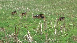 Woodpont Beagles Hunting 42518 [upl. by Kobylak]