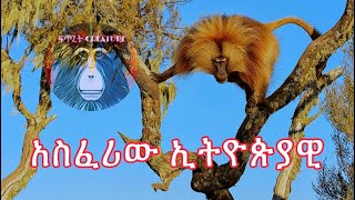 አስፈሪው ኢትዮጵያዊ ጭላዳ ዝንጀሮGelada Baboon [upl. by Efram]