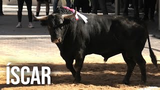 Íscar 2024 Suelta de Dos Toros de Cajón [upl. by Avra]