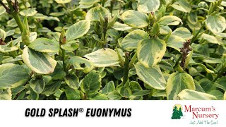 Gold Splash® Euonymus [upl. by Calhoun]