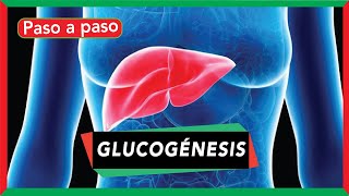 GLUCOGÉNESIS síntesis de glucógeno pasos y regulación [upl. by Amati958]