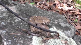 Ridgenosed Rattlesnake [upl. by Llyrad666]