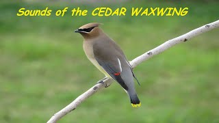 CEDAR WAXWING Sounds  Call  Song  Whistle  Nature Shared [upl. by Revell]