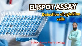 Elispot assay cytokine cell detection  Principle diagramatic representationcsirnet [upl. by Yssis51]