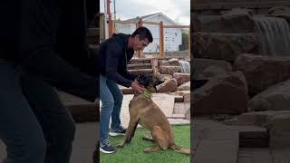 Dominant “aggression” can be quelled by an owner or another dog dog dogtraining [upl. by Nelyk]