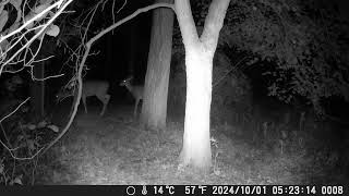 Night view of doe herd  Oct 1 [upl. by Flo496]