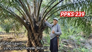 varietas sejuta umat Jalanjalan ke kebun ppks 239 umur diatas 5 tahun kita lihat reel di lapangan [upl. by Aronas]