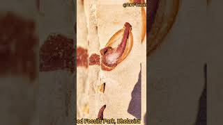 Wood Fossil Park Dholavira history fossils fossildiscovery fossilwatches [upl. by Brezin]