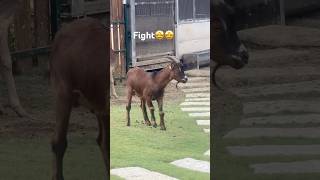 奈及利亞侏儒山羊 🐐zoo shortvideo 羊 sheep alpaca funny animals cute 🐑🦙 [upl. by Abshier]