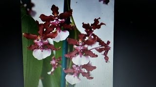 Oncidium Sharry Baby chocolate orchid with wonderful fragrance [upl. by Nej15]