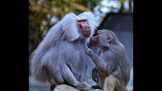 Wild Animals  Baboon Sounds  Animal Sounds Real [upl. by Albin]