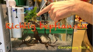 Aquarium einfach bepflanzen  Einrichtung Teil 5 [upl. by Aihsiek]