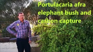 Portulacaria afra elephant bush and carbon capture [upl. by Egdamlat]