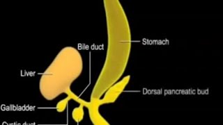 Development of Foregut derivatives Oesophsgus Stomach Duodenum Liver and Pancreas [upl. by Nosnirb]