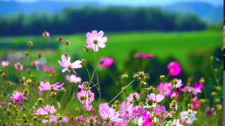 Flowers  Video Background HD 1080p [upl. by Peper869]