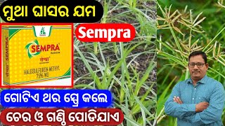 ମୁଥା ଘାସର ସମ୍ପୂର୍ଣ ନିୟନ୍ତ୍ରଣ Sempra Herbicide for nutgrass [upl. by Yngad235]