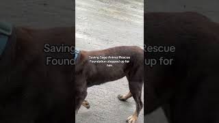 This woman save this dog [upl. by Roxana]