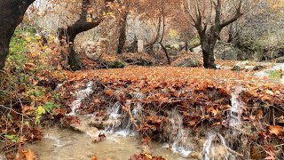 Srushti kurdistan payezi davari barzan دەڤەری بارزان  پایز سروشتی کوردستان [upl. by Netsew]