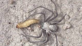 Sicarius Terrosus sand spiderRelease the kraken Please see pinned comment [upl. by Hogarth392]