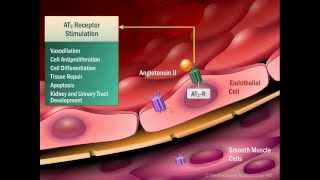 Renin Angiotensin Aldosterone System [upl. by Annael]