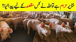 Why Did Allah Create The Pig  Why Pork Is Prohibited In Islam  Unknown Facts About Pigs [upl. by Hawker365]