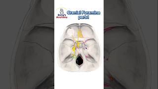 Cranial foraminaPart1 anatomy cranialnerves cranium bones nerve drawing medicalstudent [upl. by Farron]