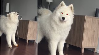 Samoyed Sings while Squeezing Toy [upl. by Gilpin]