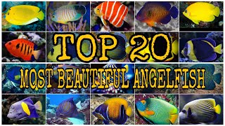 TOP 20 MOST BEAUTIFUL ANGELFISH [upl. by Cody790]